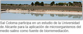 Sal Coloma participa en un estudio de la Universidad de Alicante para la aplicación de organismos del medio salino en procesos de biorremediación